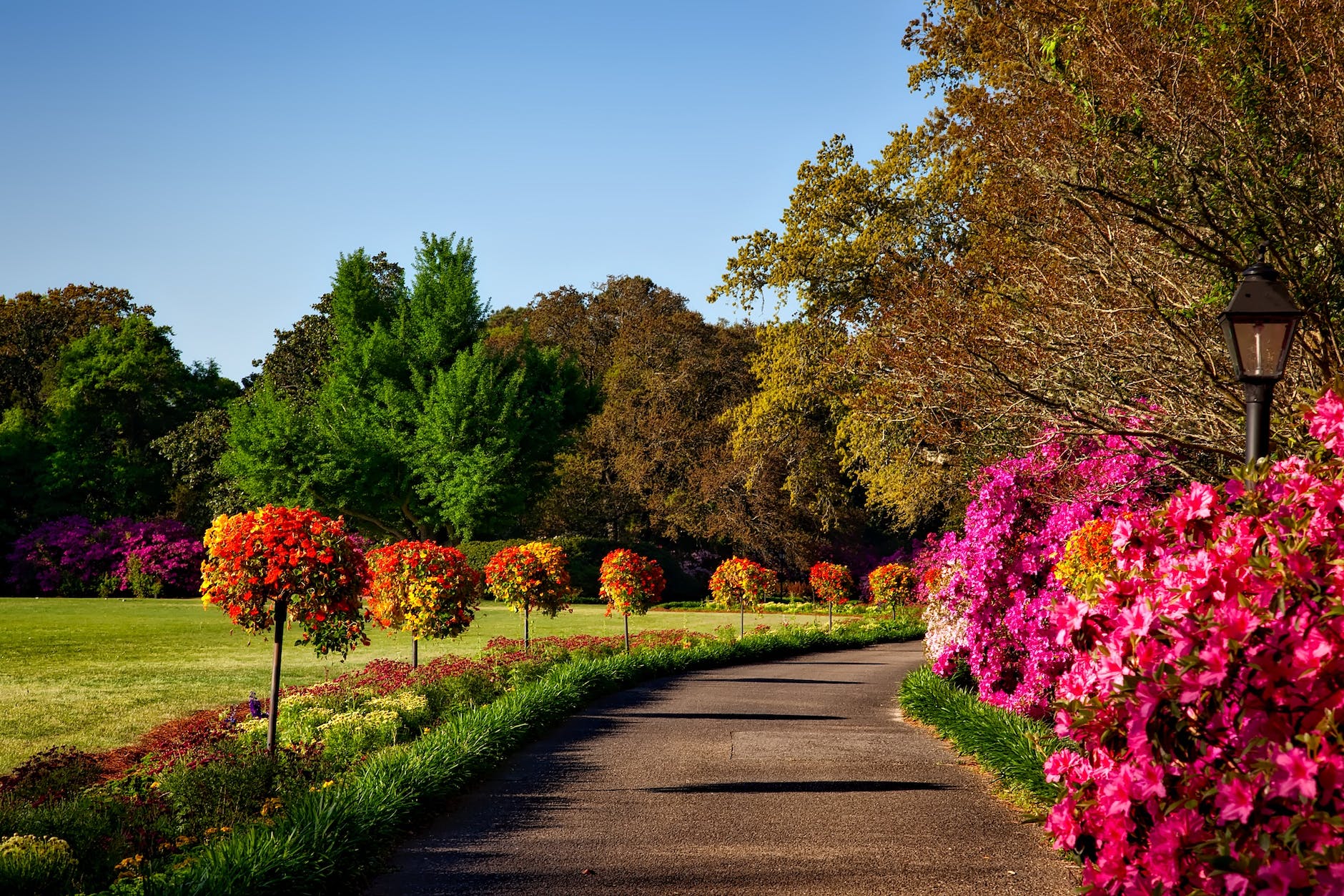 WordPress Maintenance like a gray concrete pathway besides pink flower during day